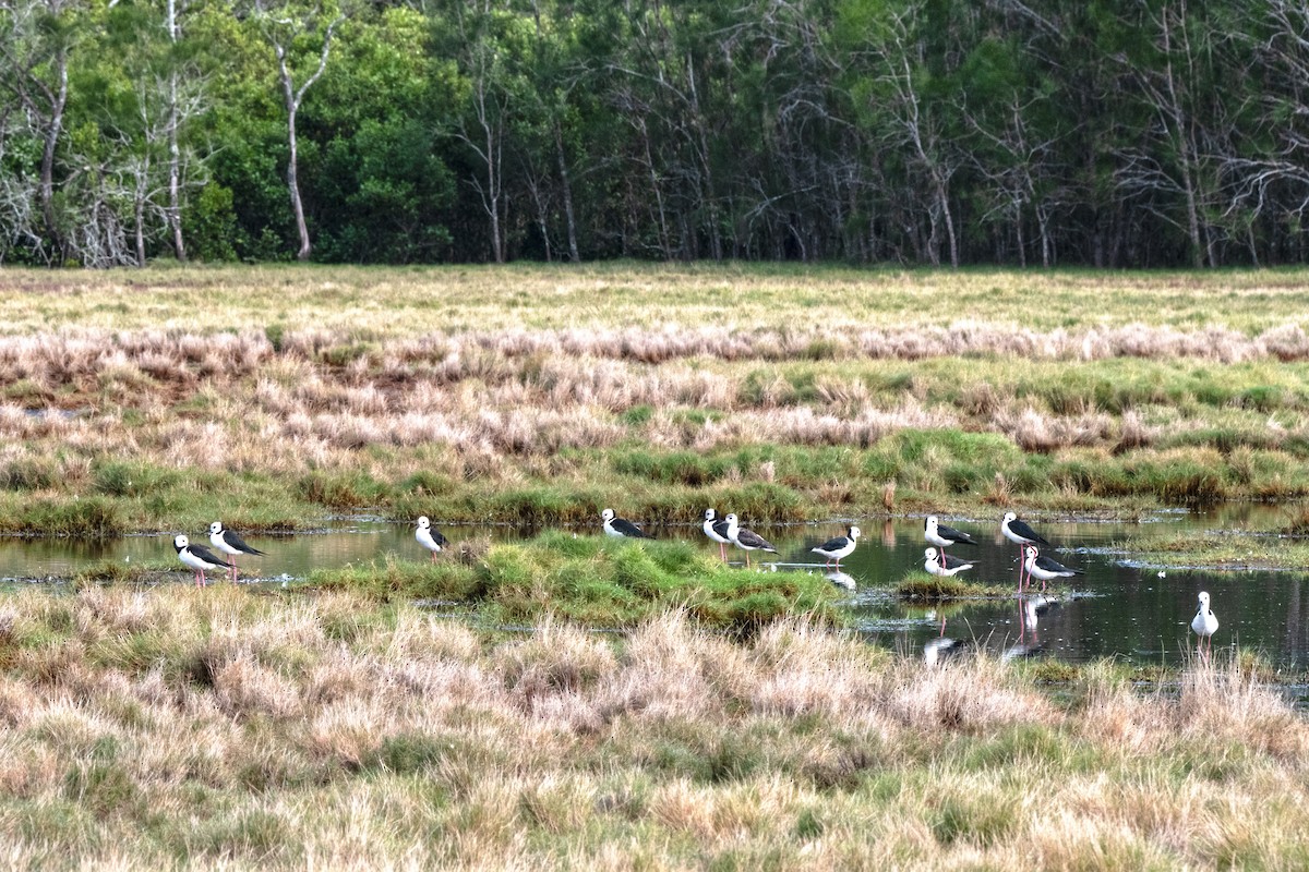 Pied Stilt - ML617544033