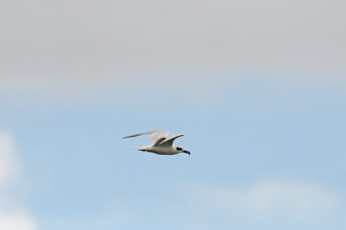 Australian Tern - Owen  Lawton