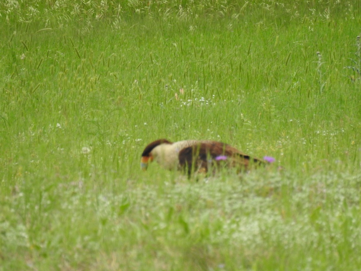 Caracara huppé - ML617544046