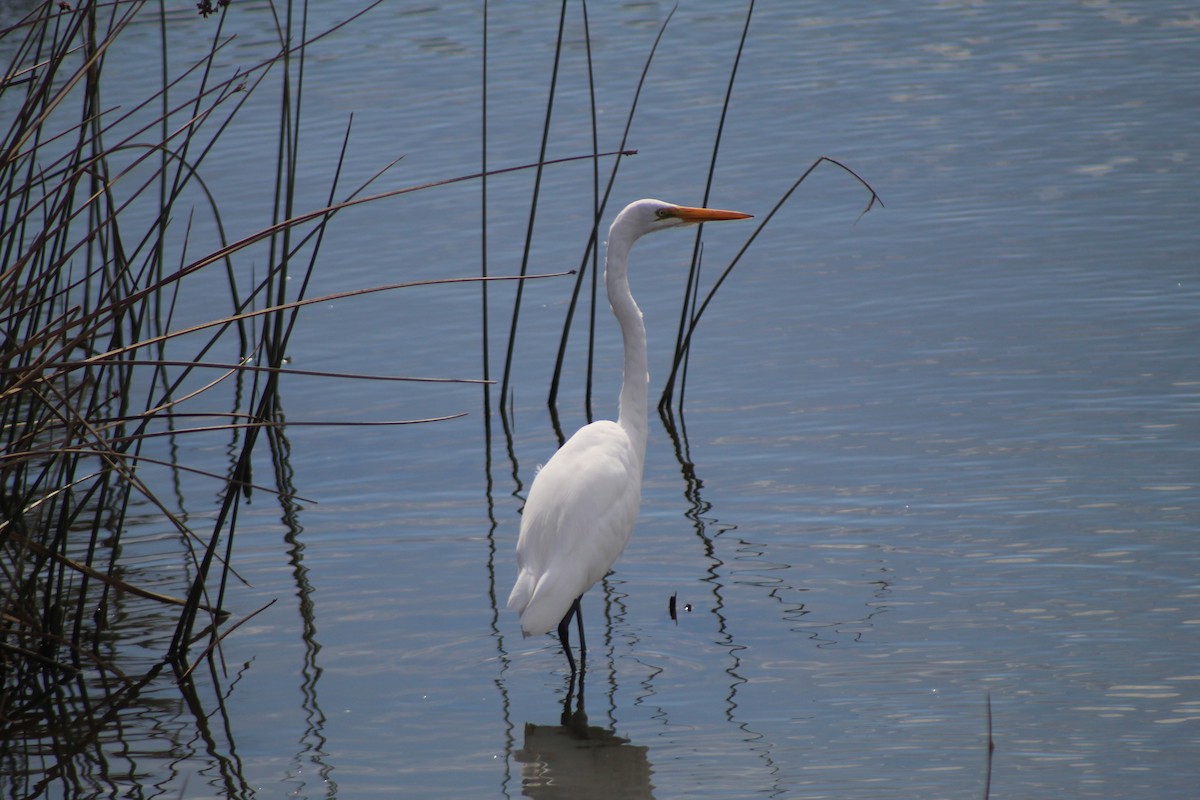 Great Egret - ML617544048