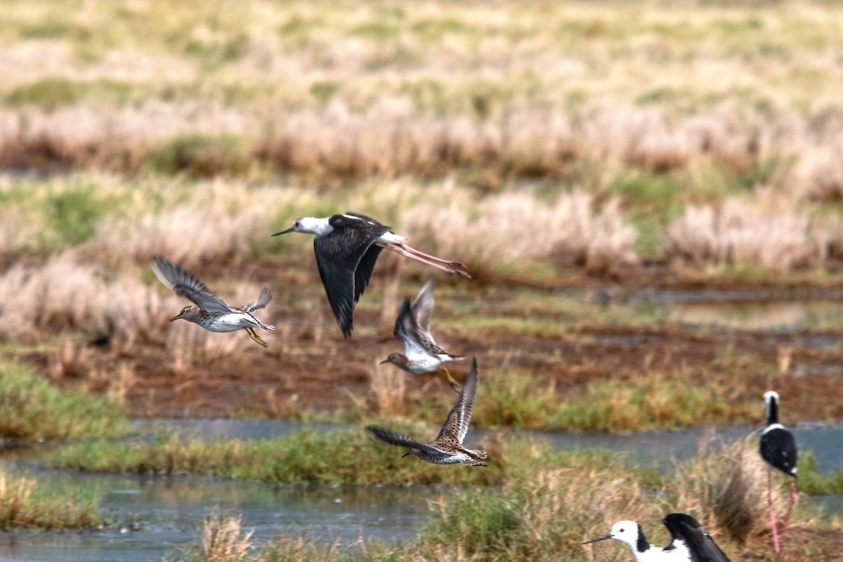 Sharp-tailed Sandpiper - ML617544056