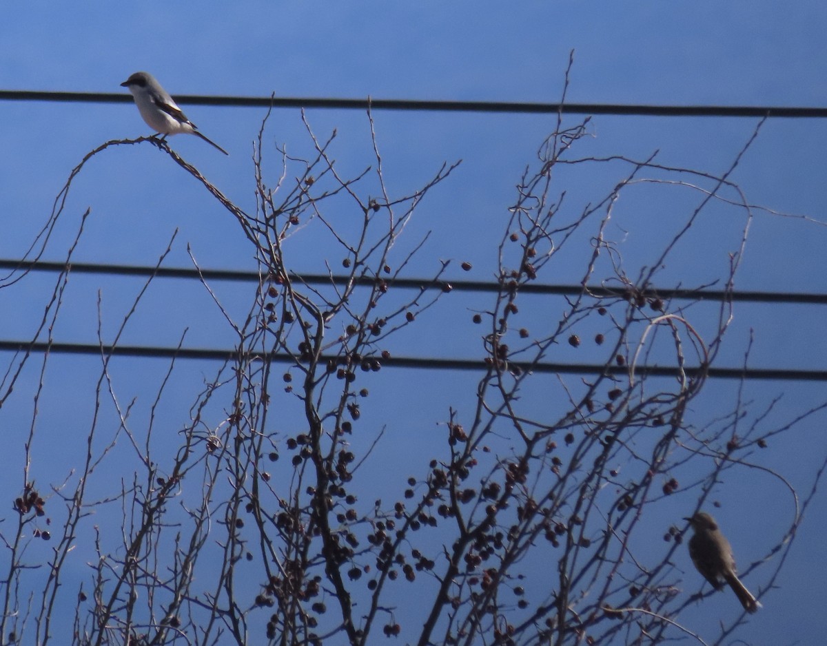 Loggerhead Shrike - Andrea Robbins