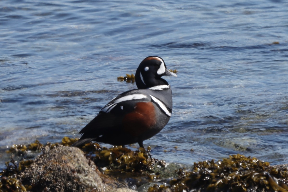 Harlequin Duck - ML617544152