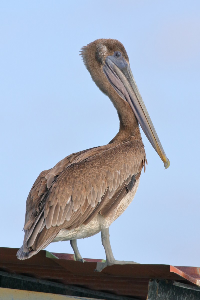 pelikán hnědý - ML617544156