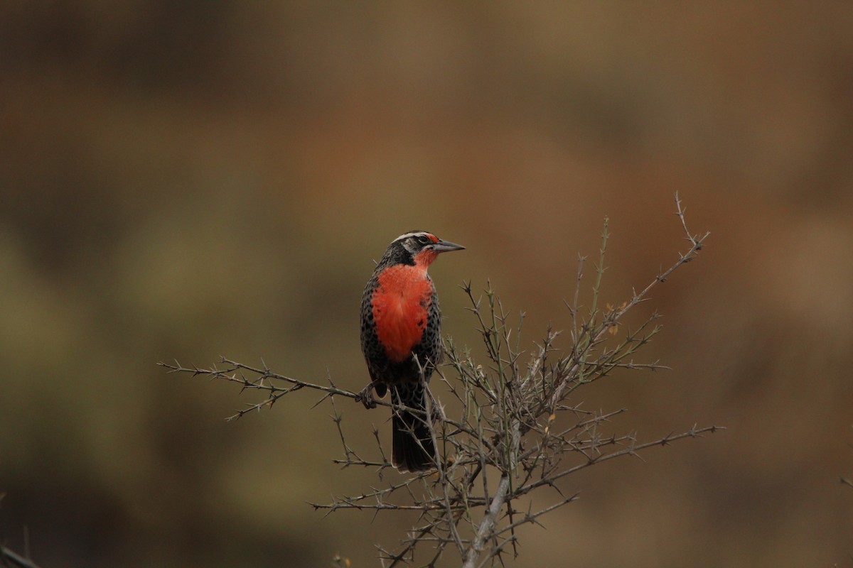 Long-tailed Meadowlark - ML617544161