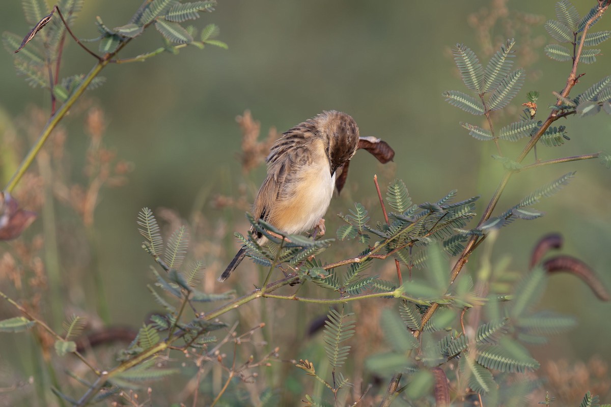 Zitting Cisticola - ML617544207