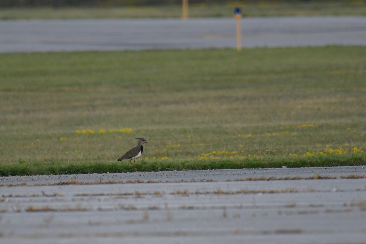 Southern Lapwing - ML617544218