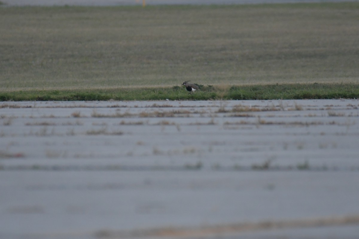 Southern Lapwing - ML617544221