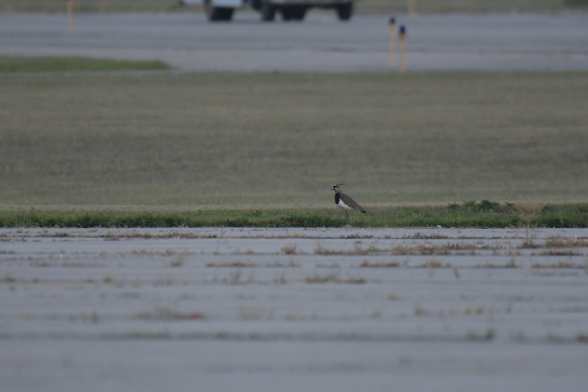 Southern Lapwing - ML617544223