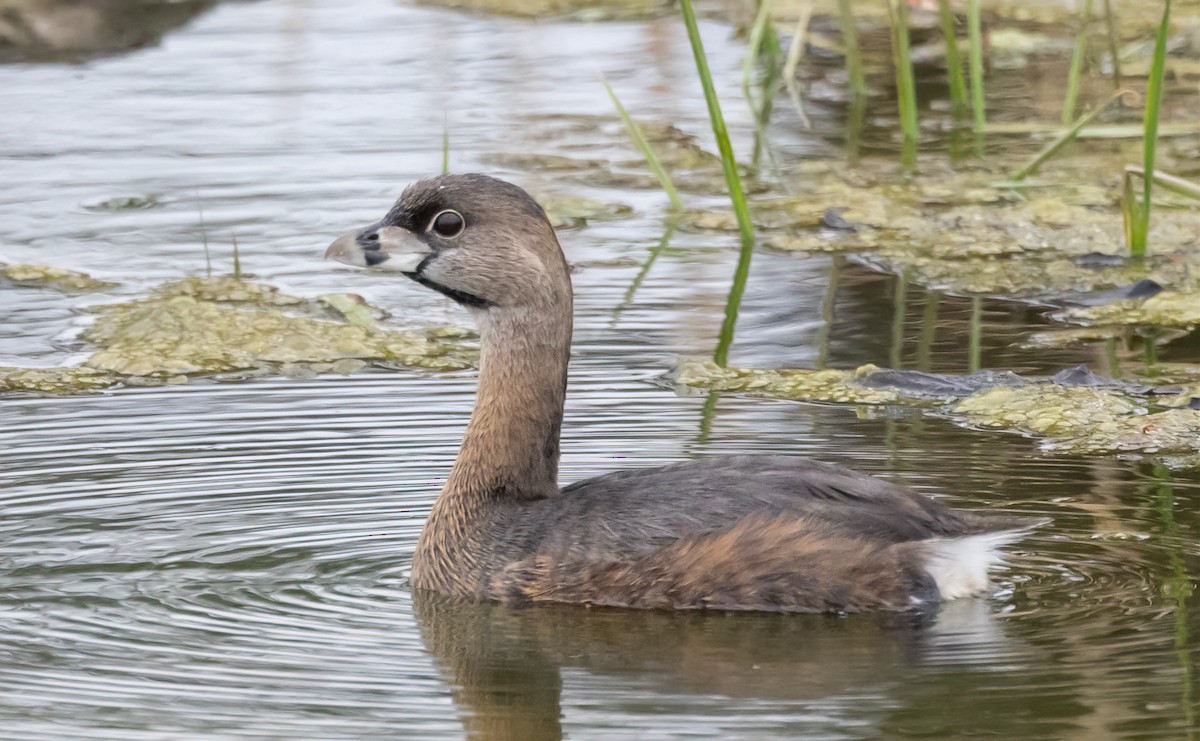 Pied-billed Grebe - ML617544232