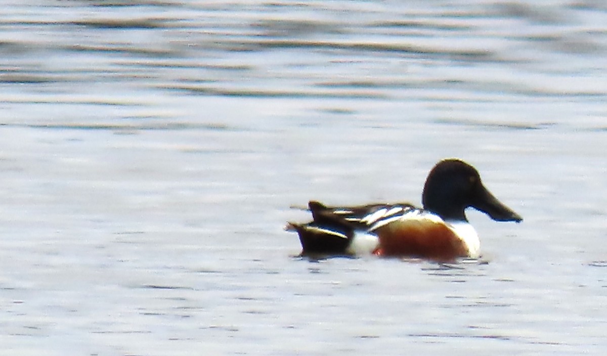 Northern Shoveler - ML617544248