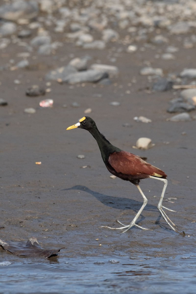 Northern Jacana - ML617544255