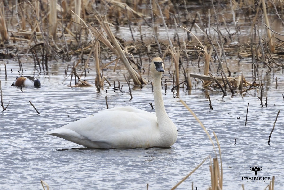 Trumpeter Swan - John Carlson