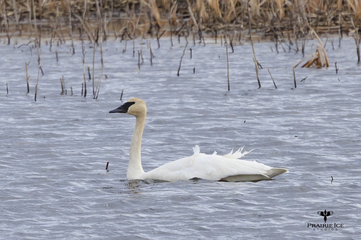 Trumpeter Swan - John Carlson