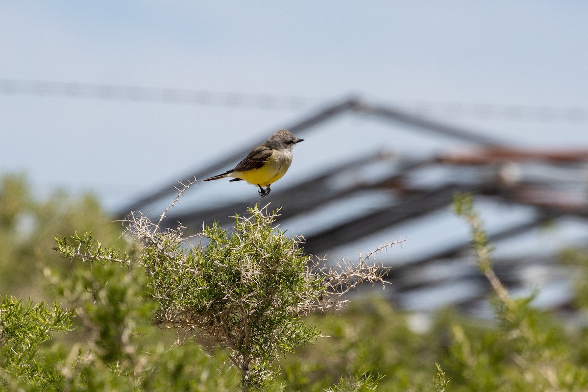 Western Kingbird - Sarah Webb