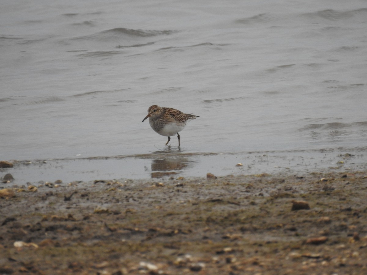 Least Sandpiper - ML617544287