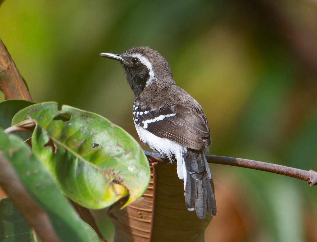 Northern White-fringed Antwren - ML617544299