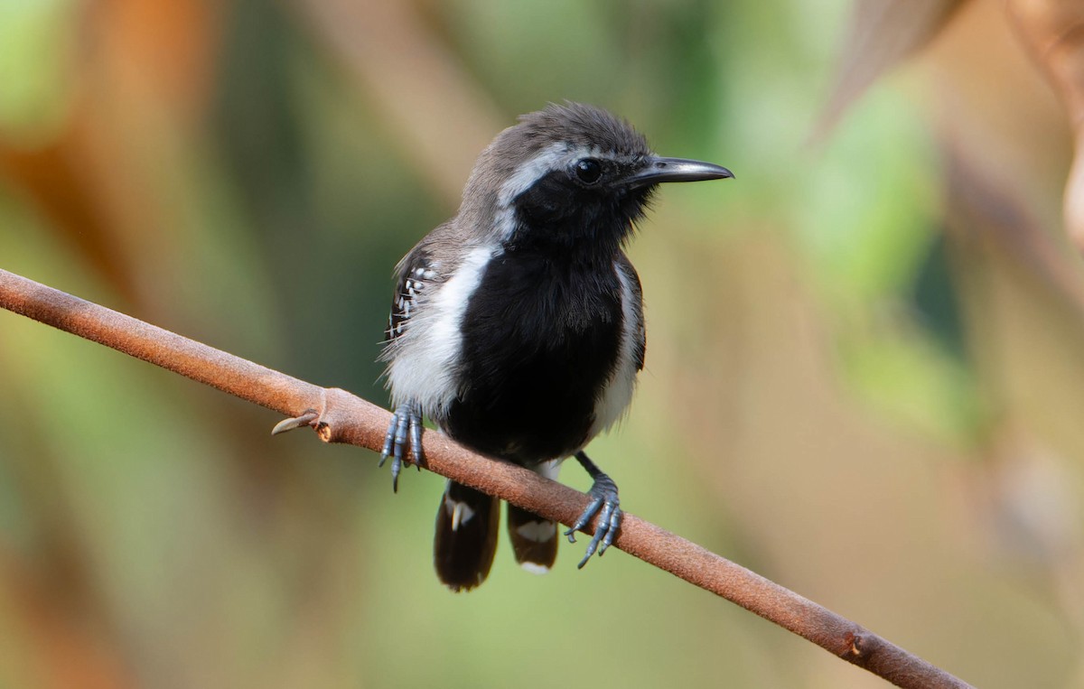 Northern White-fringed Antwren - ML617544301