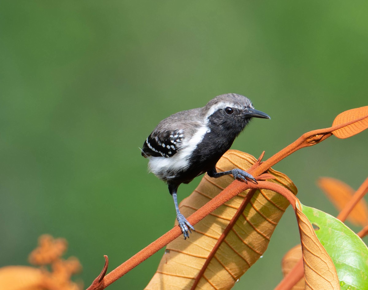 Northern White-fringed Antwren - ML617544303
