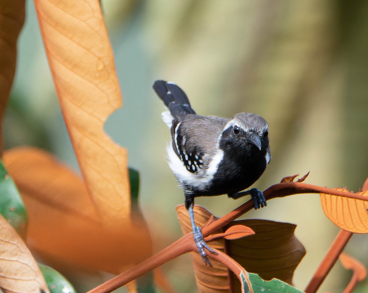 Northern White-fringed Antwren - ML617544304