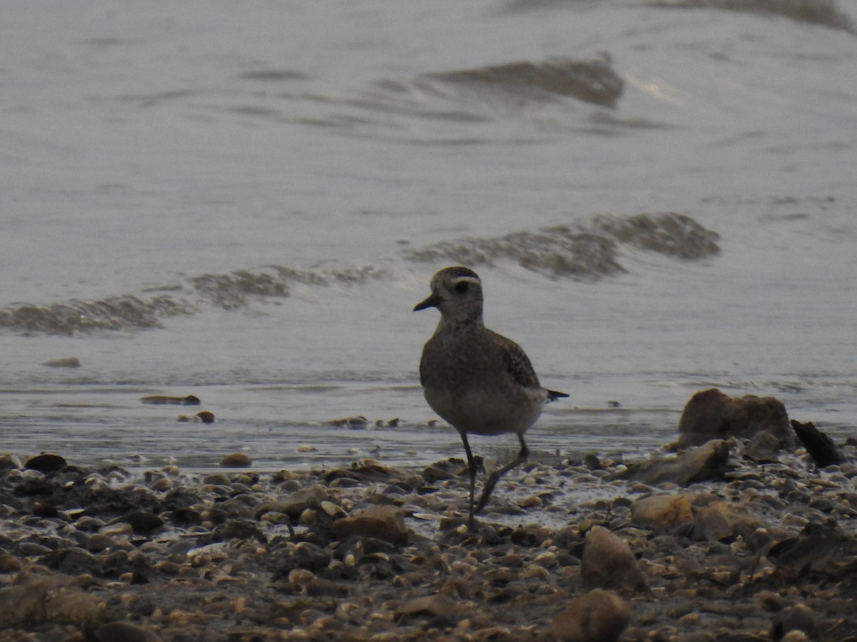 American Golden-Plover - ML617544351