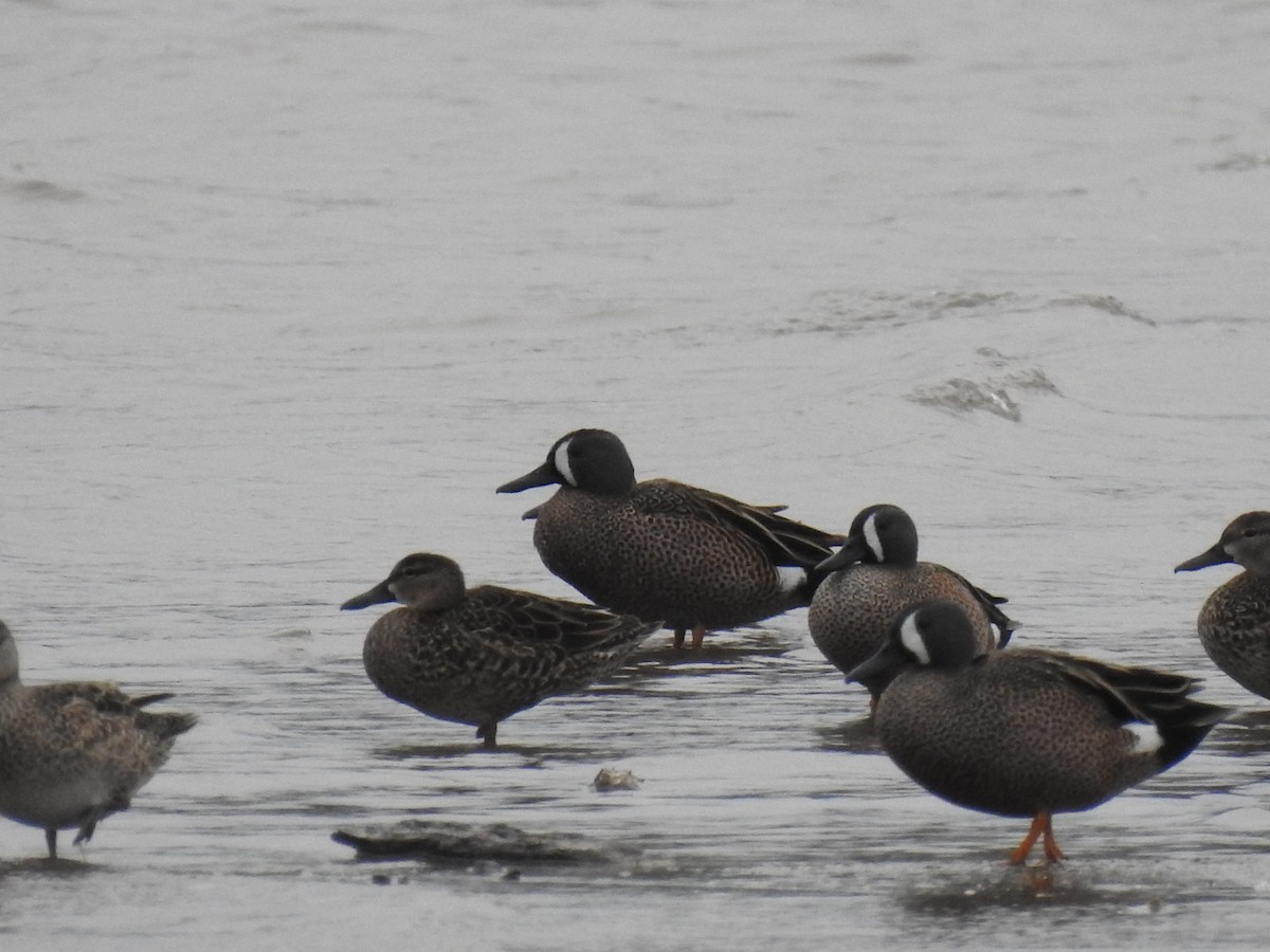 Blue-winged Teal - ML617544374