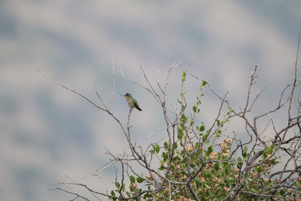 Green-backed Firecrown - ML617544386