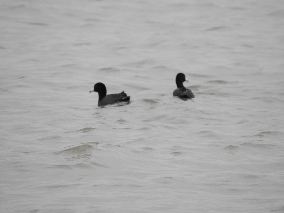 American Coot - ML617544397