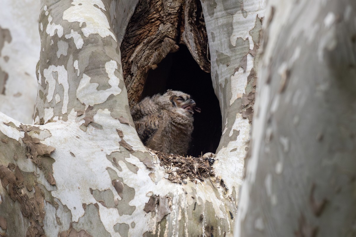 Great Horned Owl - ML617544434