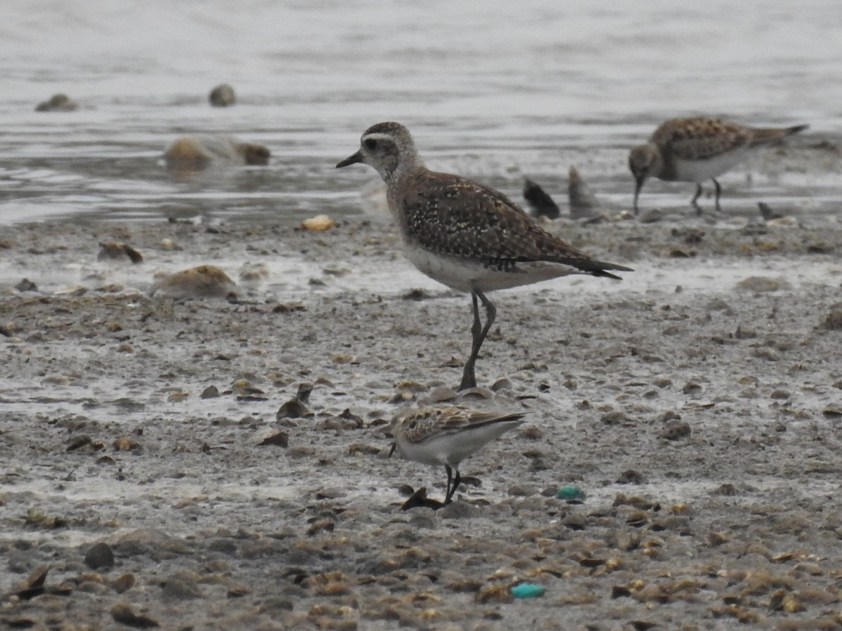 American Golden-Plover - ML617544448