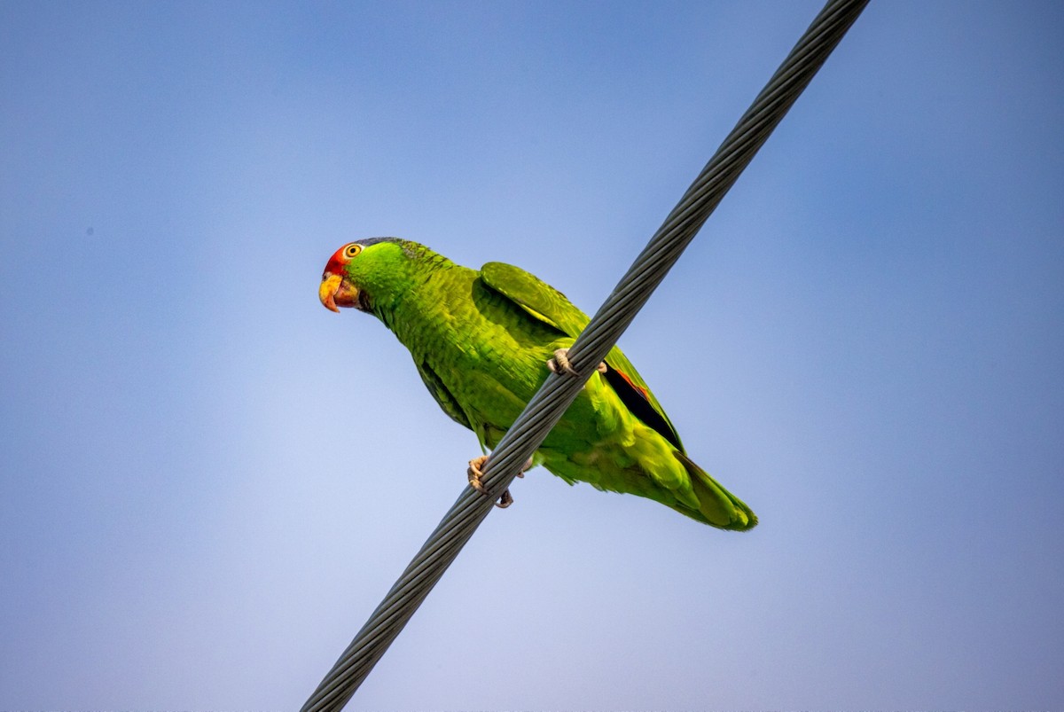 メキシコアカボウシインコ - ML617544463