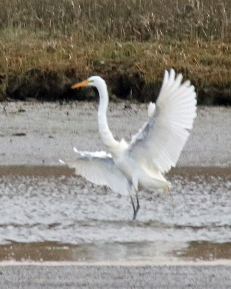 Great Egret - ML617544464