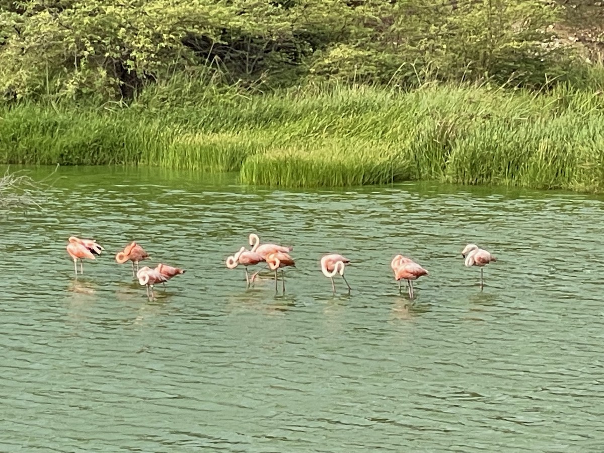 Flamant des Caraïbes - ML617544491