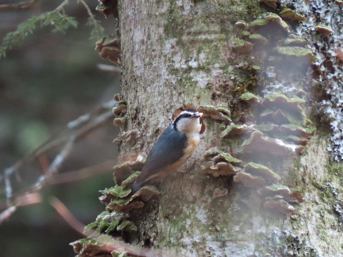 Sittelle à poitrine rousse - ML617544493