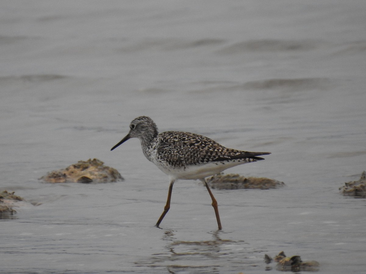 Greater Yellowlegs - ML617544521