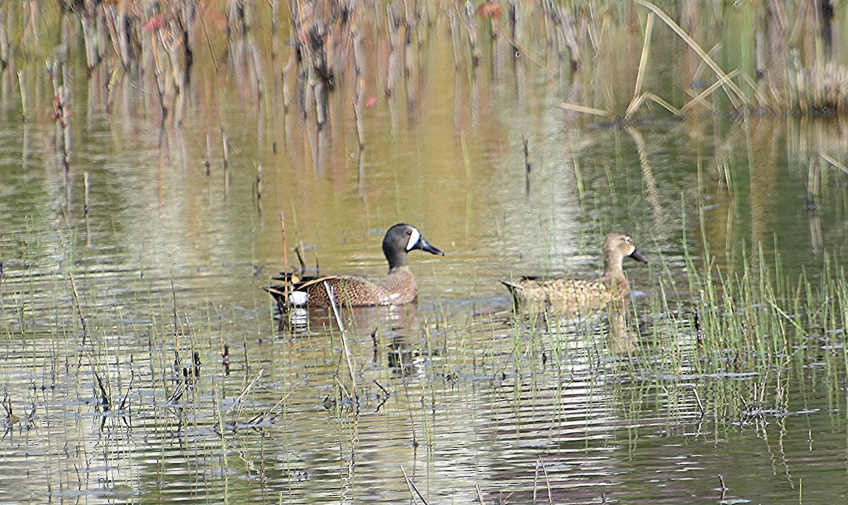 Blue-winged Teal - ML617544536