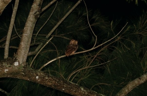 Tropical Screech-Owl - Eve Carey