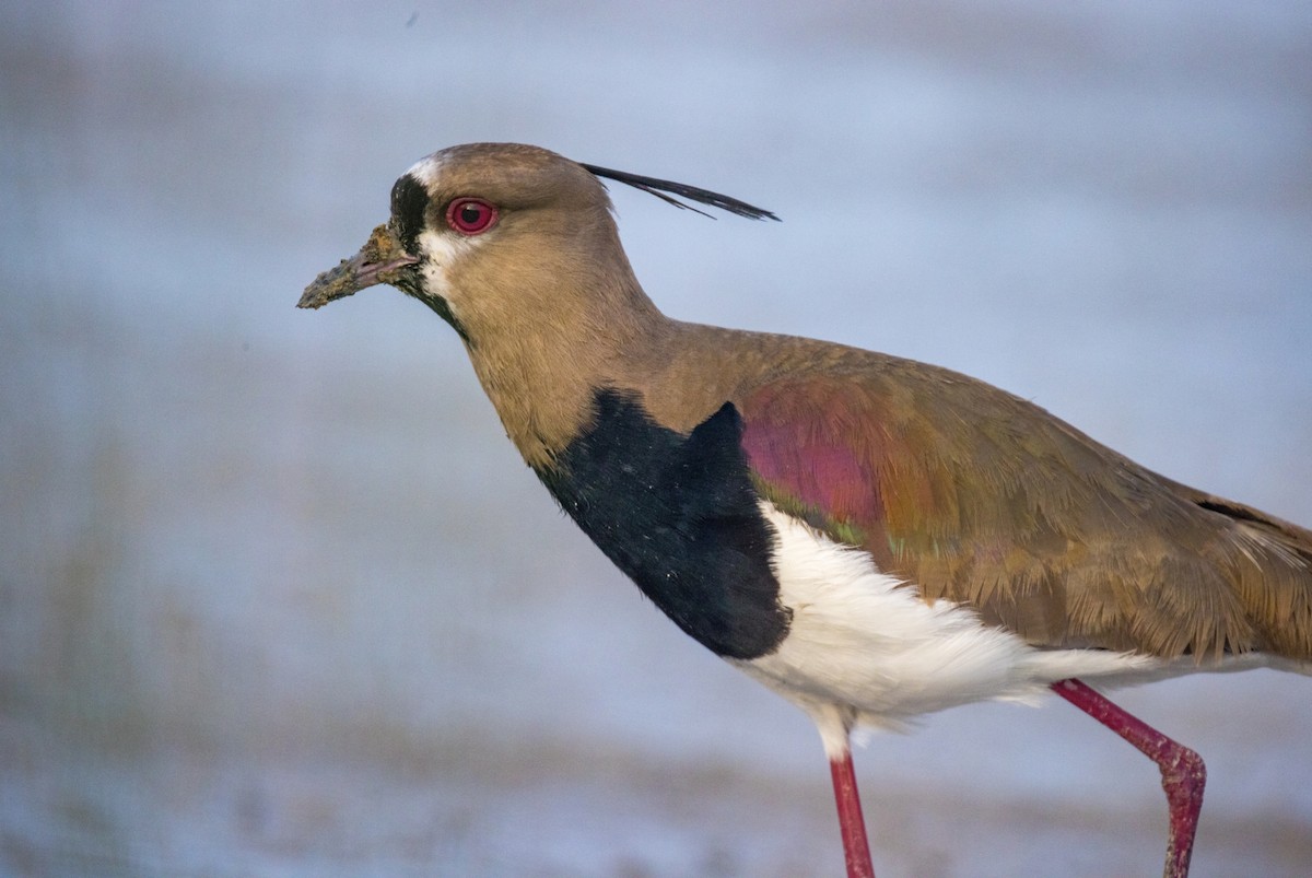 Southern Lapwing - Ardell Winters