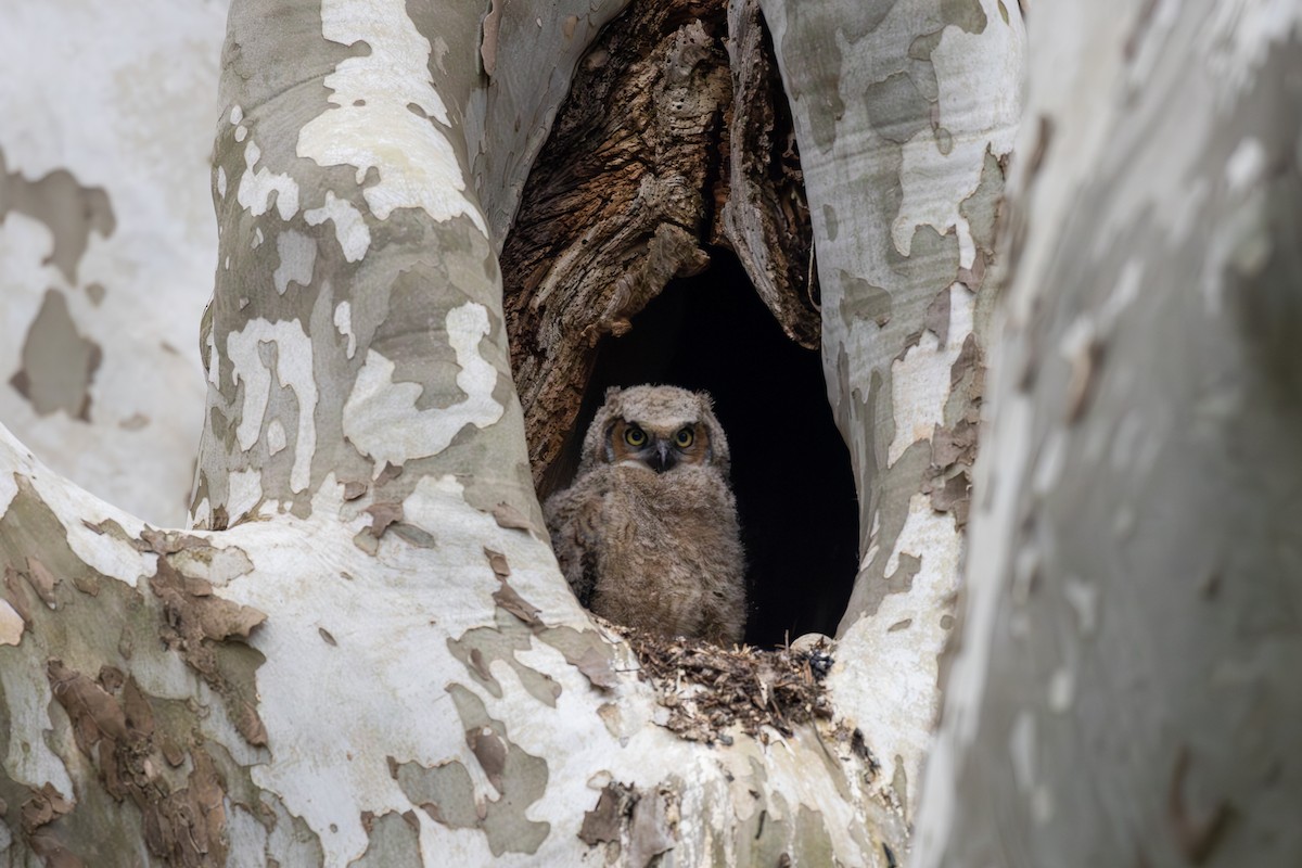 Great Horned Owl - ML617544612