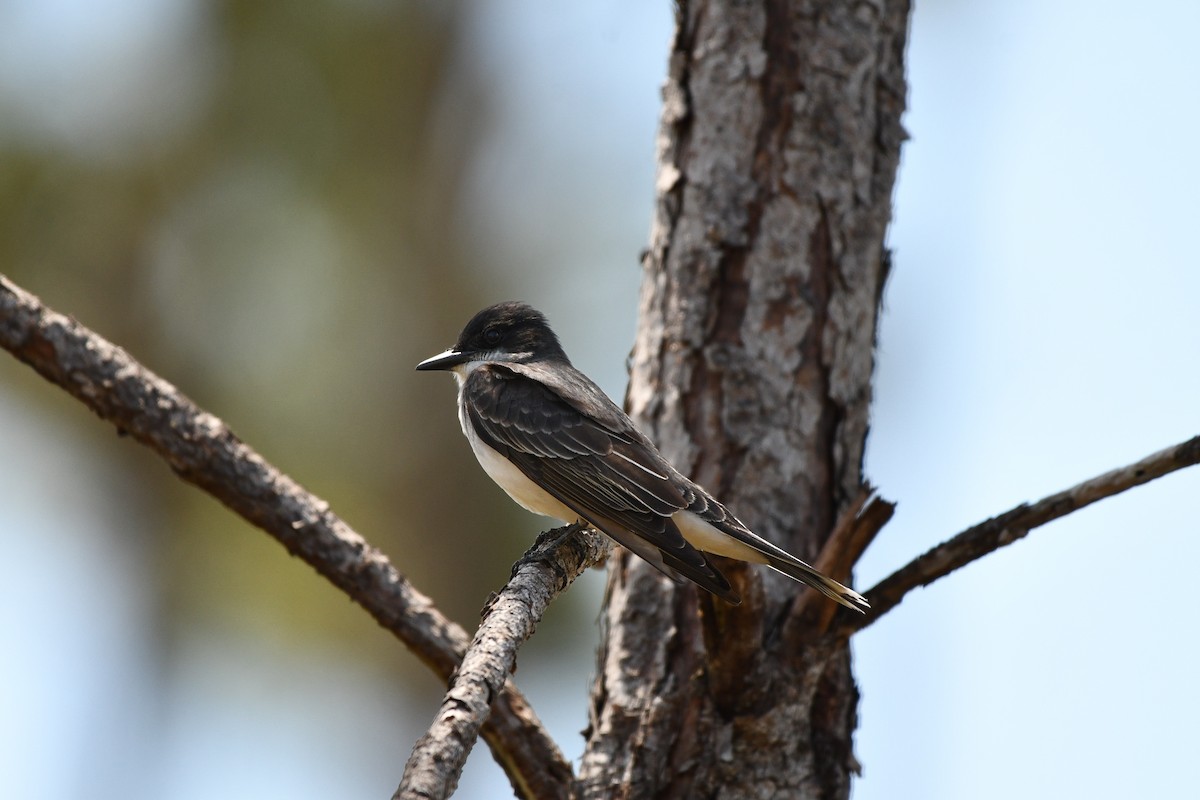 Eastern Kingbird - ML617544616