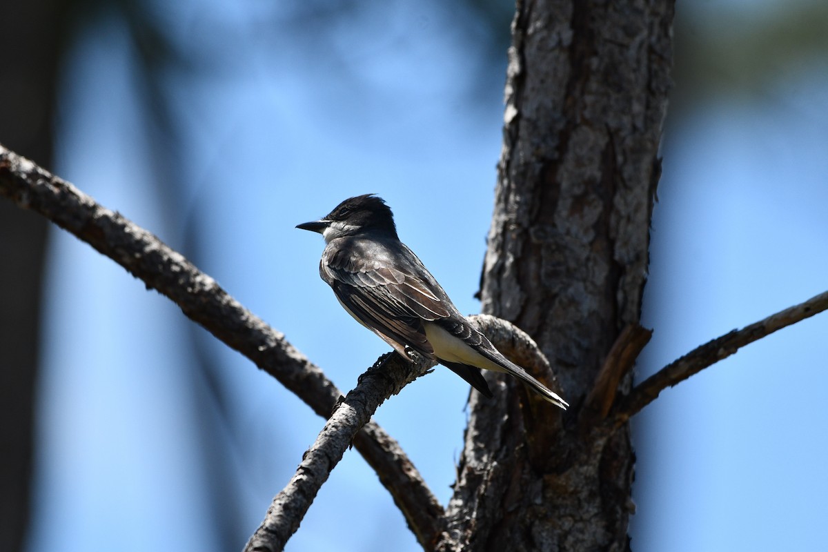 Eastern Kingbird - ML617544617