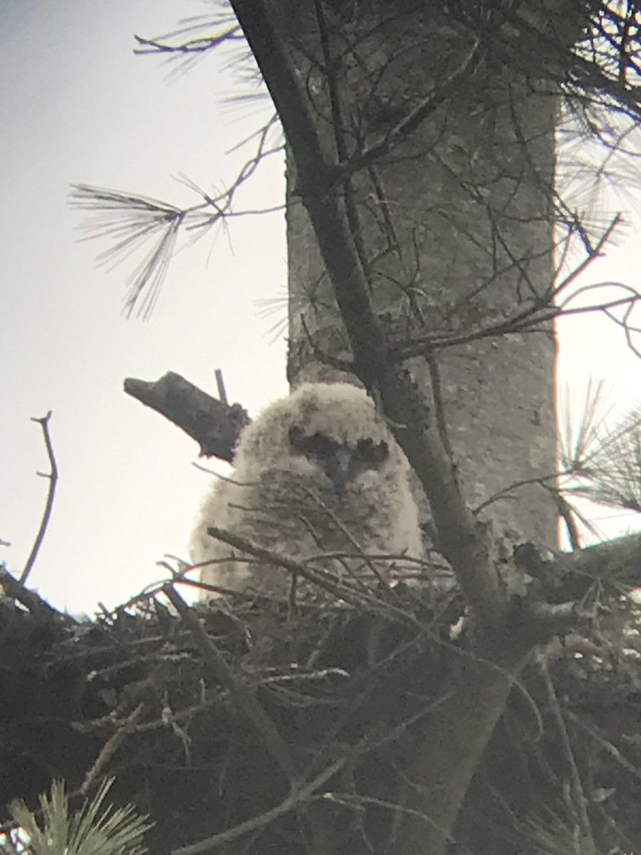 Great Horned Owl - Marian Zimmerman