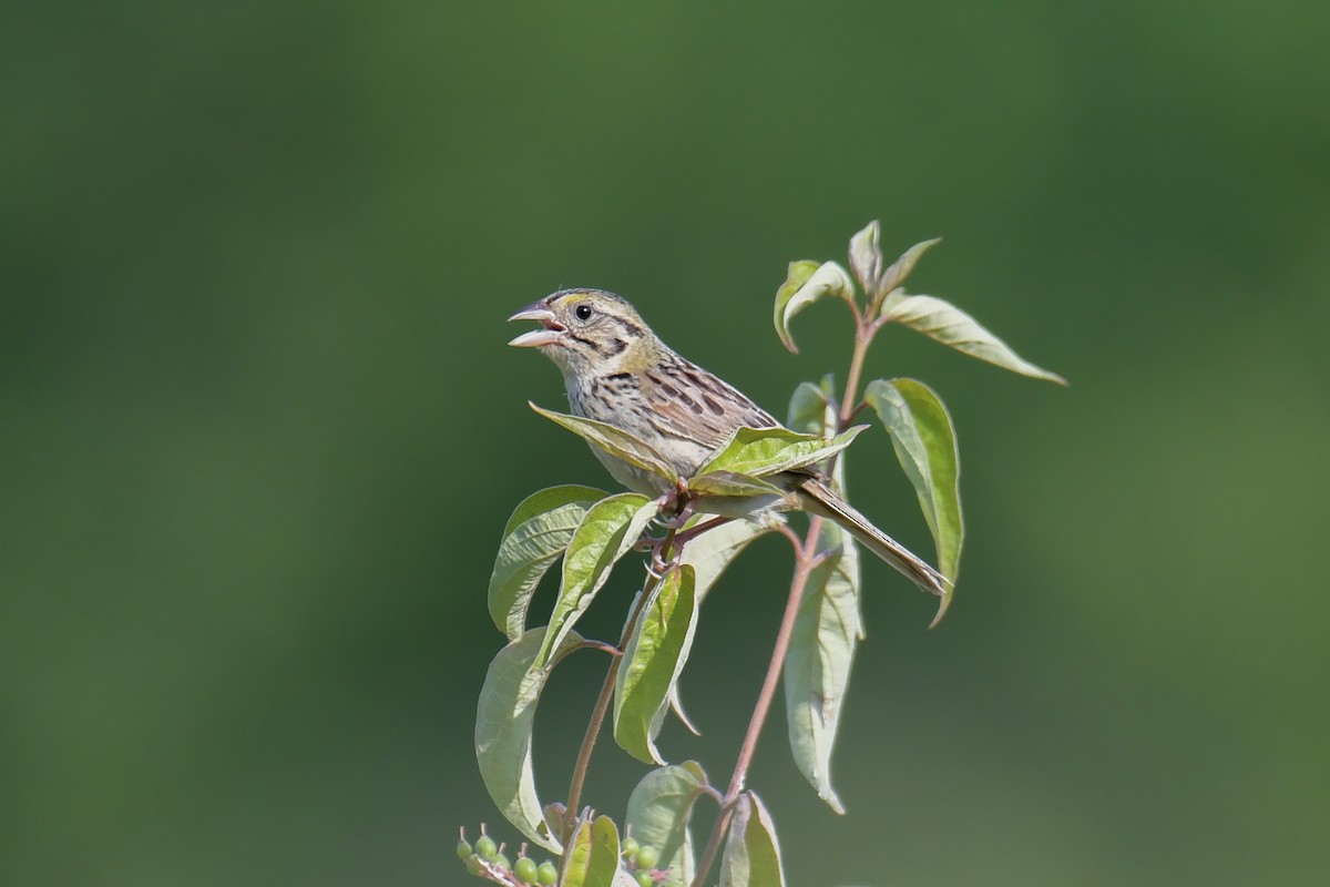 Henslow's Sparrow - ML617544644