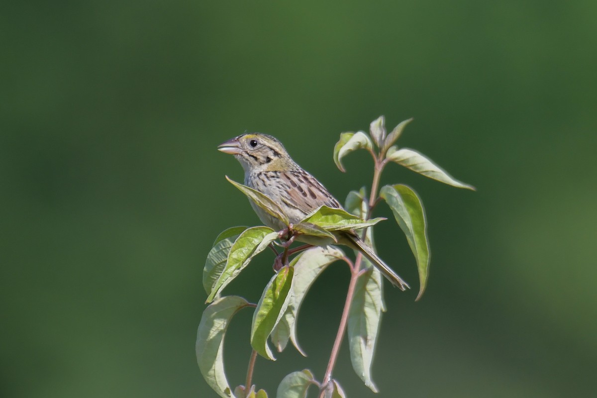 Henslow's Sparrow - Christian Newton