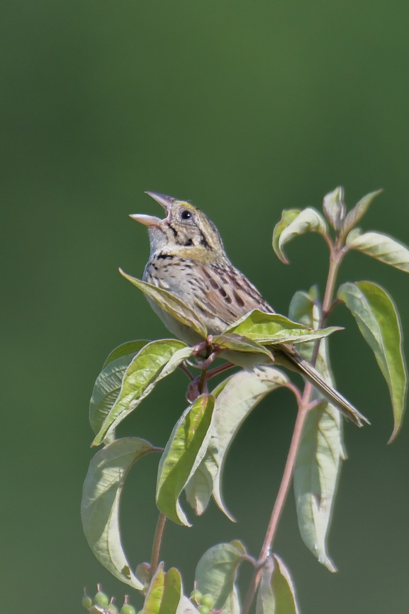 Henslow's Sparrow - Christian Newton