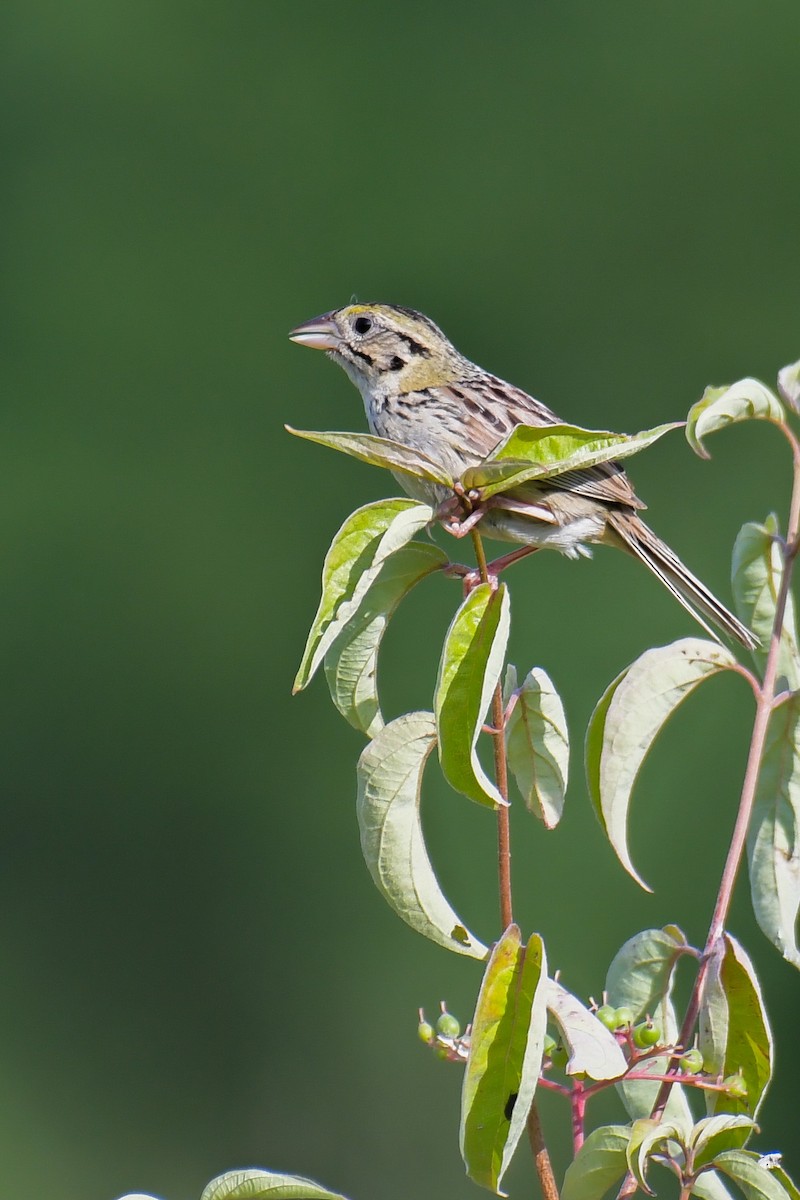 Henslow's Sparrow - Christian Newton