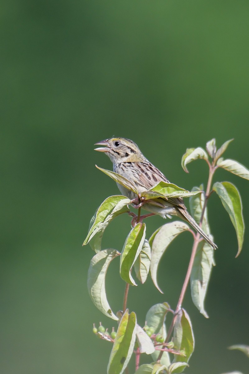 Henslow's Sparrow - Christian Newton