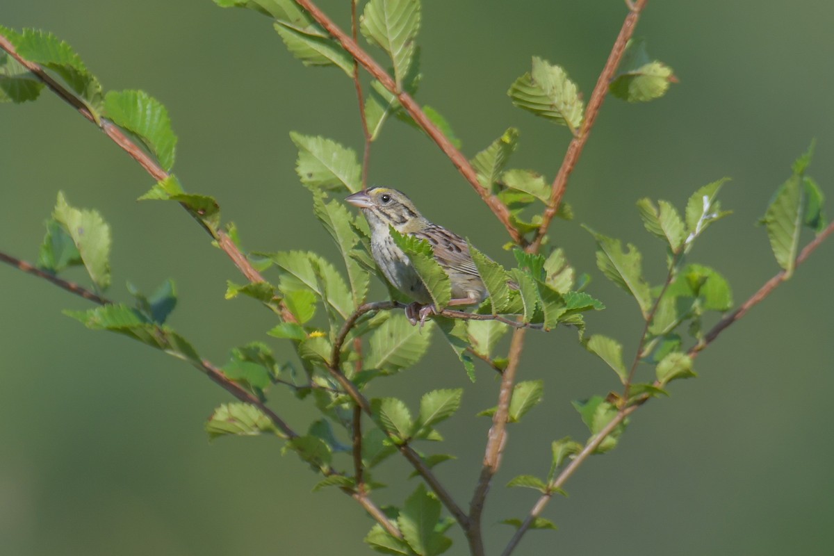 Henslow's Sparrow - Christian Newton