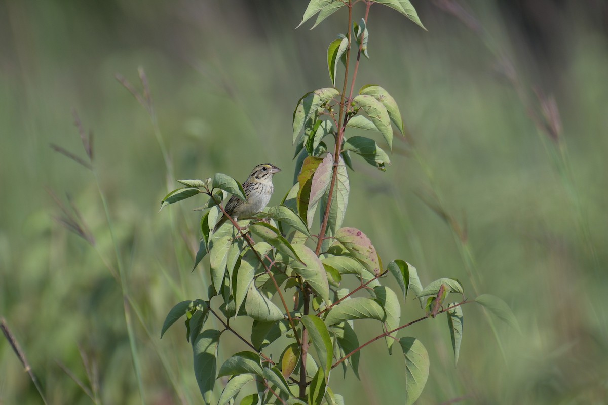 Henslow's Sparrow - ML617544660