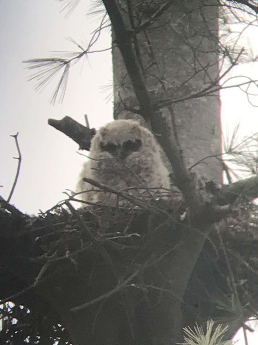 Great Horned Owl - Marian Zimmerman